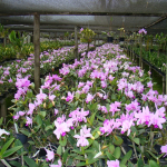 Cattleya intermedia